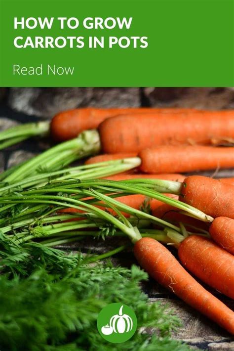 How To Grow Carrots In Pots Easy Vegetables To Grow Growing Carrots