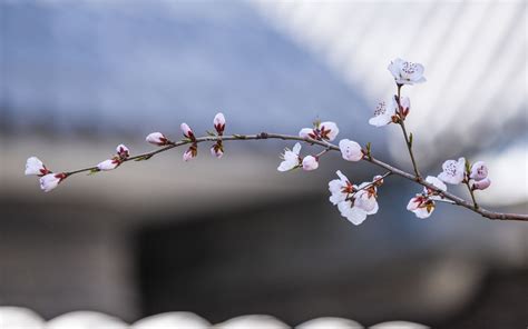 红桃花，树枝，春天，朦胧的背景 1242x2688 Iphone 11 Proxs Max 壁纸，图片，背景，照片
