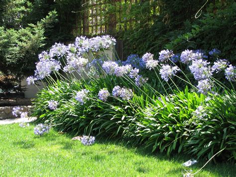 How To Grow And Care For Agapanthus Bordillos Jardin Agapantos Y