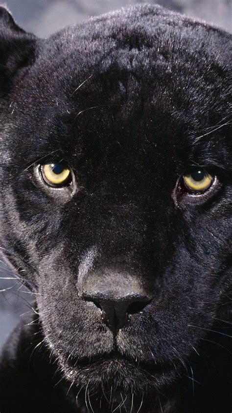 Black Panther Blue Eyes Wallpaper (60+ images)