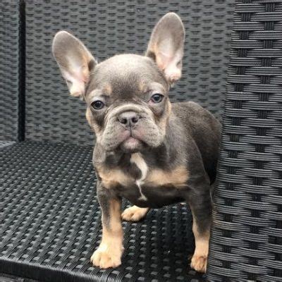 French bulldog love to play with chihuahua and other small breed of dogs! Micro Mini French Bulldog Size - Goldenacresdogs.com