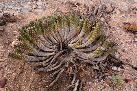 Euphorbia Caput Medusae 20180319 Oudekraal Nature Reserv Flickr
