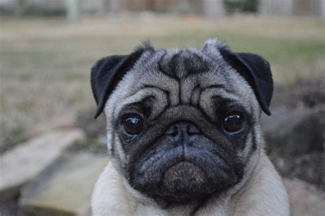This Pug Is Not Very Happy With You Right Now Pug Pictures Cute