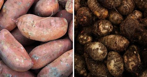 Sweet Potatoes Vs Yams Explained Gardening Channel