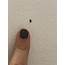 Unique 40 Of Tiny Black Beetles In My House  Specialsonjakkswheelo96766