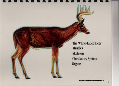 Olman Outdoors Whitetail Deer Vitals Diagram