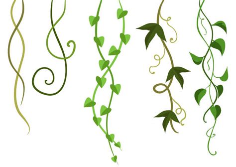 Vine Illustrations Royalty Free Vector Graphics And Clip Art Istock