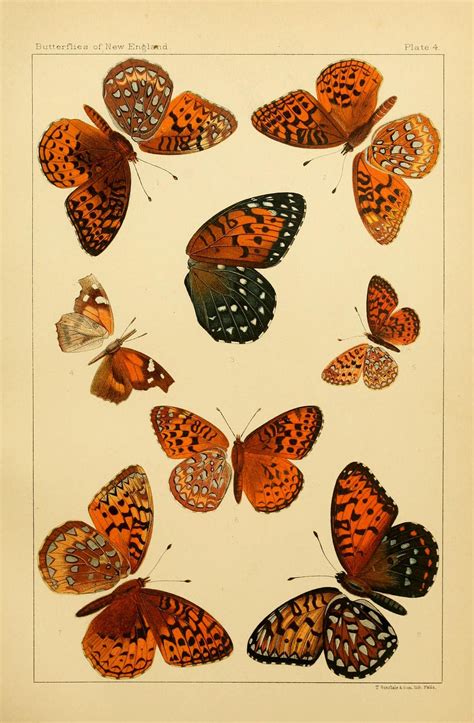N216 W1150 Vintage Art Prints Butterfly Art Butterfly Painting