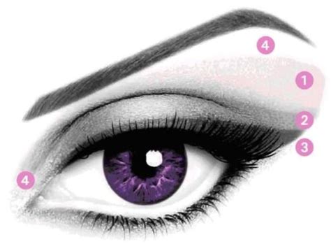 Anatomy Of The Eye Makeup Version 1 Lightest Shade Apply As A Base