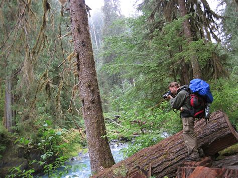 Hoh River Trail Olympic National Park Hoh Rainforest To Blue Glacier