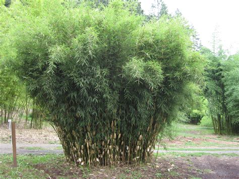Fargesia Robusta Campbell Robusta Bamboo Garden