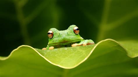 Animal Tree Frog Hd Wallpaper