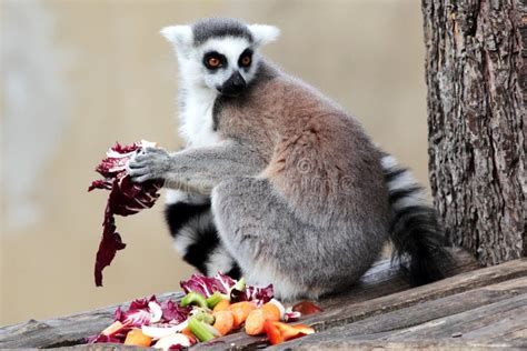 Ring Tailed Lemur Lemur Catta Eating Fruits And Vegetables Stock