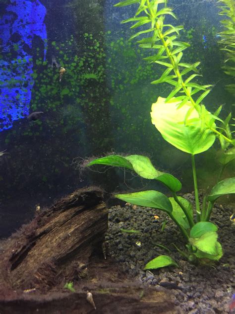 How To Get Rid Of Black Algae In Aquarium Aquarium Views