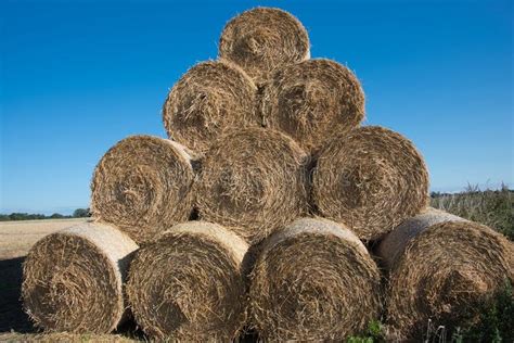 Large Round Hay Bales Stacked In The Field After Harvesting The Stock