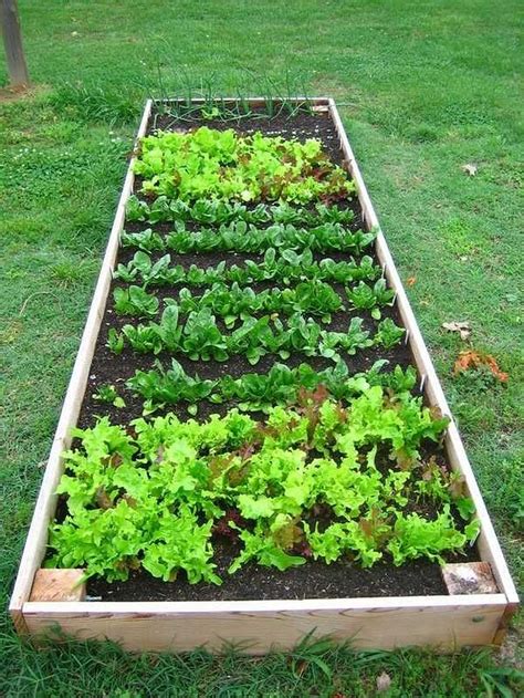 Nice Ways For Growing A Vegetable Garden Ways