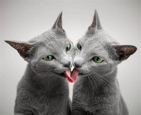 The Rarest And Most Gorgeous Twin Cats You Will Ever See Neko Kittens Cutest Cats And Kittens