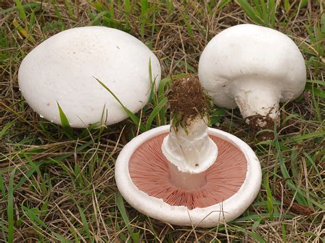 11 Edible Mushrooms In The Us And How To Tell They Re Not Toxic 2022