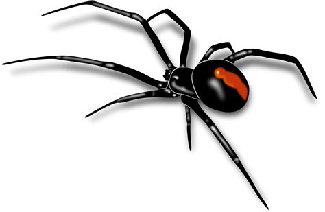 black widow spider telegraph