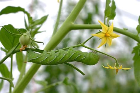 Identifying The Caterpillars Eating Your Tomatoes Dengarden