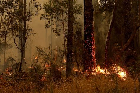 How Share Houser Can Assist Bush Fires In 2020 Tree Fire Forest