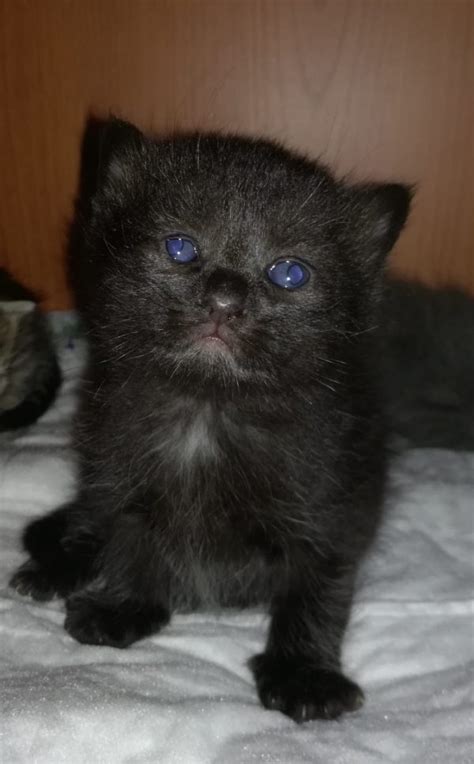 Gato Negro ¿mala O Buena Suerte Fotos De Gatos Negros Y Mucho Más