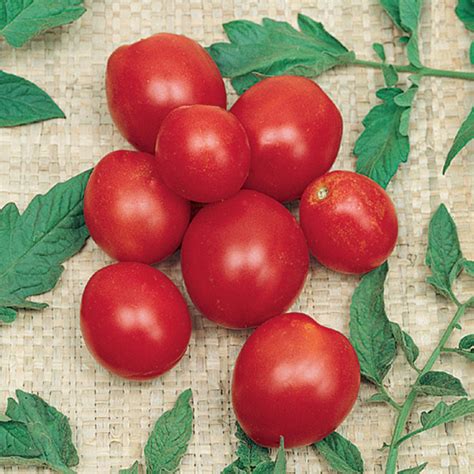 Alaskan Fancy Tomato Seed Sale Totally Tomatoes
