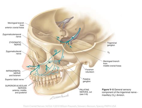 The optic foramen, the opening through which the optic nerve runs back into the brain and the large ophthalmic artery enters the orbit, is at the nasal side of the apex. #TrigeminalNeuralgia | Cranial nerves, Craniosacral ...