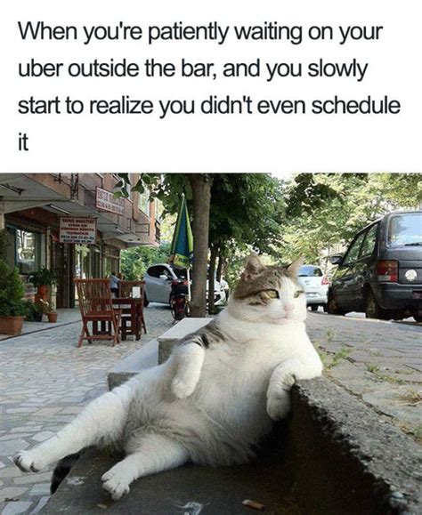 Uber Rides Can Only Be Described With Animal Memes Barnorama