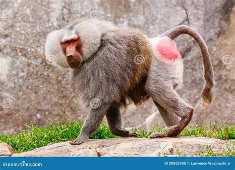 Hamadryas Baboon Taking Care Of Each Other Royalty Free Stock