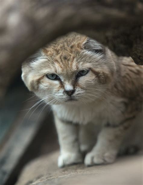 Watch These Elusive And Rare Sand Cat Kittens Recorded For The First Time