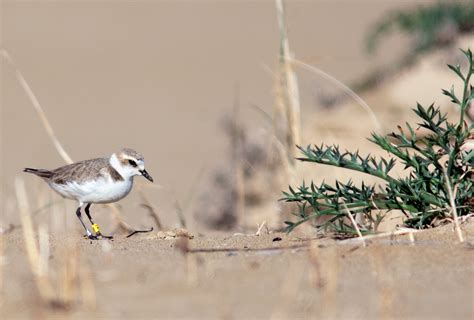 Distrutti I Nidi Del Fratino La Denuncia Del Wwf Leco