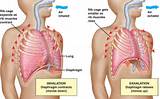 Pictures of Core Muscles Breathing