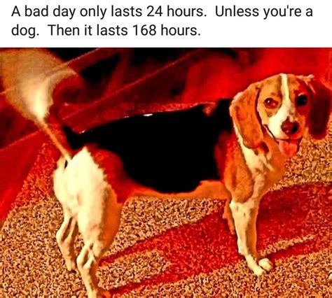 Pin By Mark Whitecotton On Beagle Memes Dogs Beagle Animals