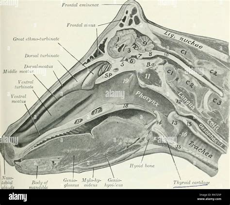 Nasal Bone Anatomy Horse