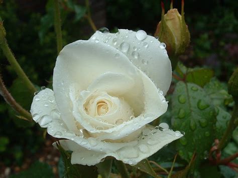 White Rose With Raindrops Free Stock Photos Rgbstock Free Stock