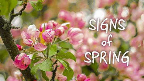 Signs Of Spring Part 2 Youtube