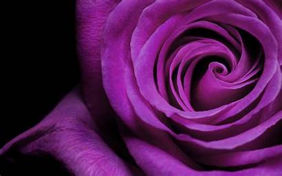 Purple Roses Rose Dark Wallpapers Wallpapersafari