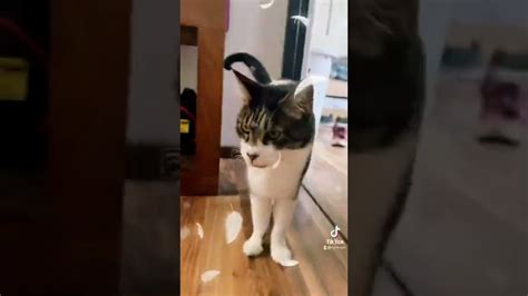 El Gato Muy Chistoso Y Muy Grasioso Busca Su Caja Youtube