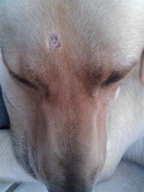 White Circular Spotscab On Puppys Head