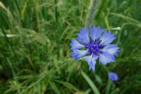 Cornflowers Flower Blue Corn Nature Blue Corn Flowers Landscape