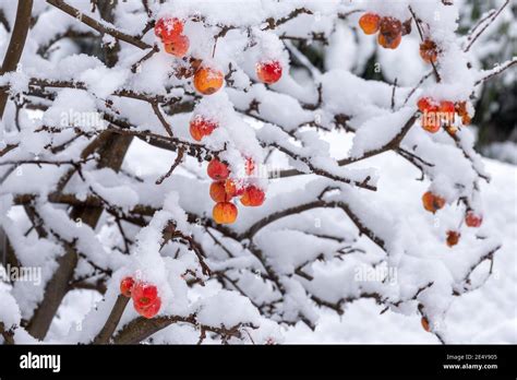 Crab Apples Covered In Snow In Winter Or January Crab Apple Tree