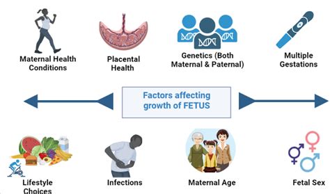 Fetus Definition And Examples Biology Online Dictionary