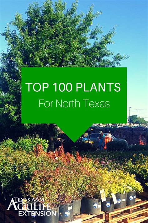 It loves hot, humid, sunny weather and shows its best colors in full sun. Top 100 Plants for North Texas | Agrilife Extension News ...