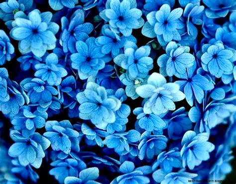 Blue Flower Photography Tumblr 1280x1024 Fondo De Pantalla De Flor