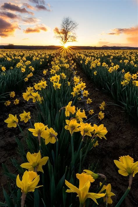 Wallpaper Daffodils Yellow Flowers Fields 1920x1200 Hd Picture Image