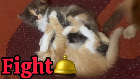 Kittens Fight Video Compilation Funniest Kittens Videos Youtube
