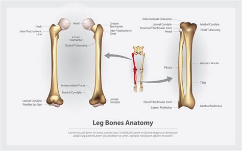 The basic bones of the human leg (image credit: Human Anatomy Leg Bones with Detail Vector Illustration ...