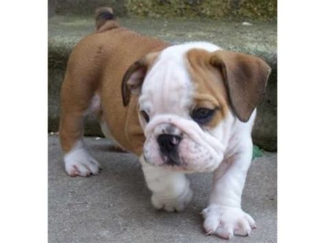 See more ideas about ashtabula, ohio, ashtabula ohio. English Bulldog puppies for Adoption - Animals - Bedford Heights - Ohio - announcement-77746