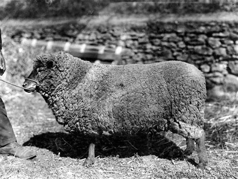 Everything You Always Wanted To Know About Wool But Were Afraid To Ask